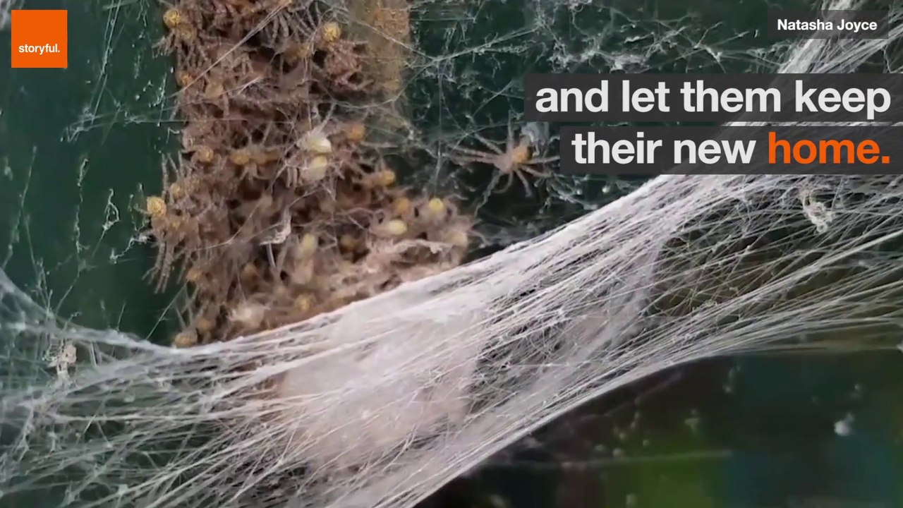 Araignée mygale tueuse installée dans une boîte aux lettres !