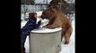 Cette femme dîne avec un ours brun géant et l'embrasse !