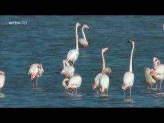 Documentaire sur les animaux et le changement du climat