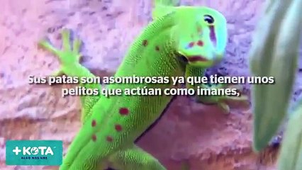 +KOTA- Curiosidades de los geckos