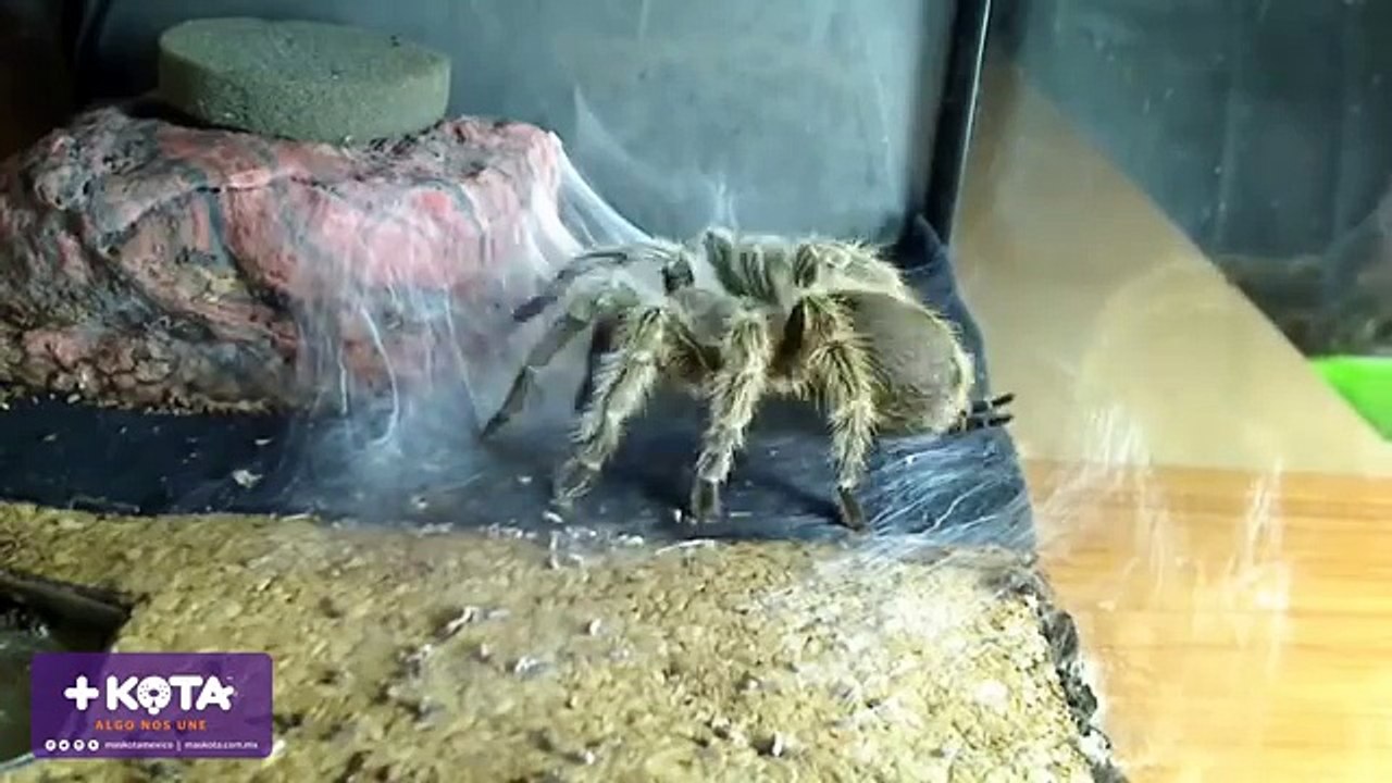 +KOTA- TARANTULA MUDA EXOESQUELETO