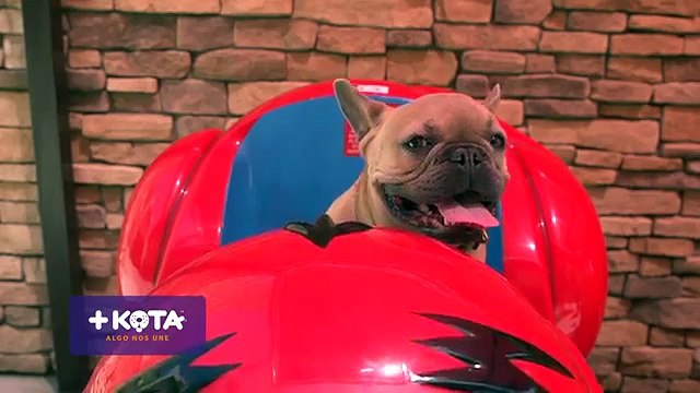 ¿Cómo saber si tu perrito tiene fiebre