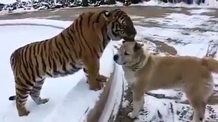 kaplan ve köpeğin dostluğu