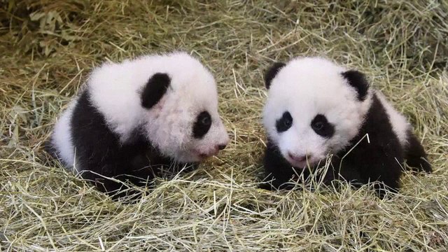 Les pandas jumeaux du zoo de Vienne ont reçu leurs noms