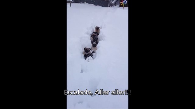 Pas facile la vie de petit chien au canada en hiver... Il est ou le chasse-neige ???