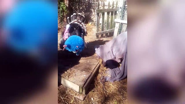 Cette dinde va chercher comme un chien.. Adorable