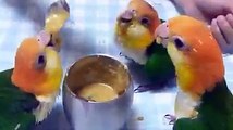 yavru papağanların mama yemeleri çok sevimli