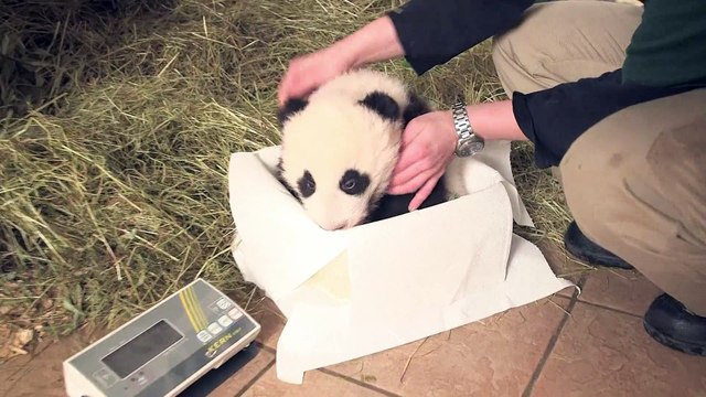 Les pandas jumeaux du zoo de Vienne ont reçu leurs noms