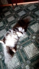 Кузьма, Ах какой красивый.