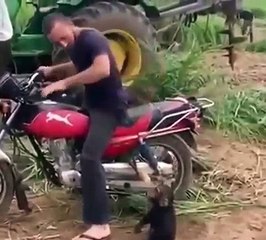 Un petit chimpanzé qui veut faire de la moto !