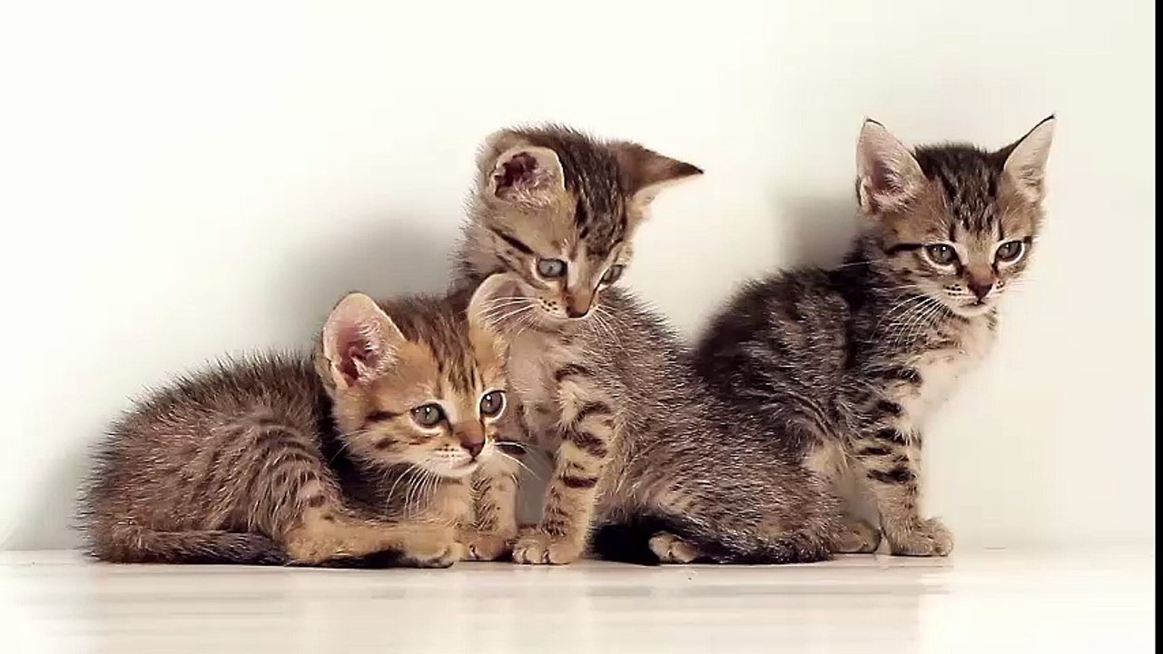 Tiny Kittens Blow Your Mind