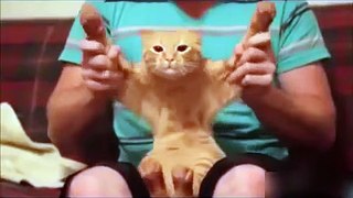 TOP Funny Cat and Dog Dancing and Singing in the World 2016