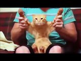 TOP Funny Cat and Dog Dancing and Singing in the World 2016