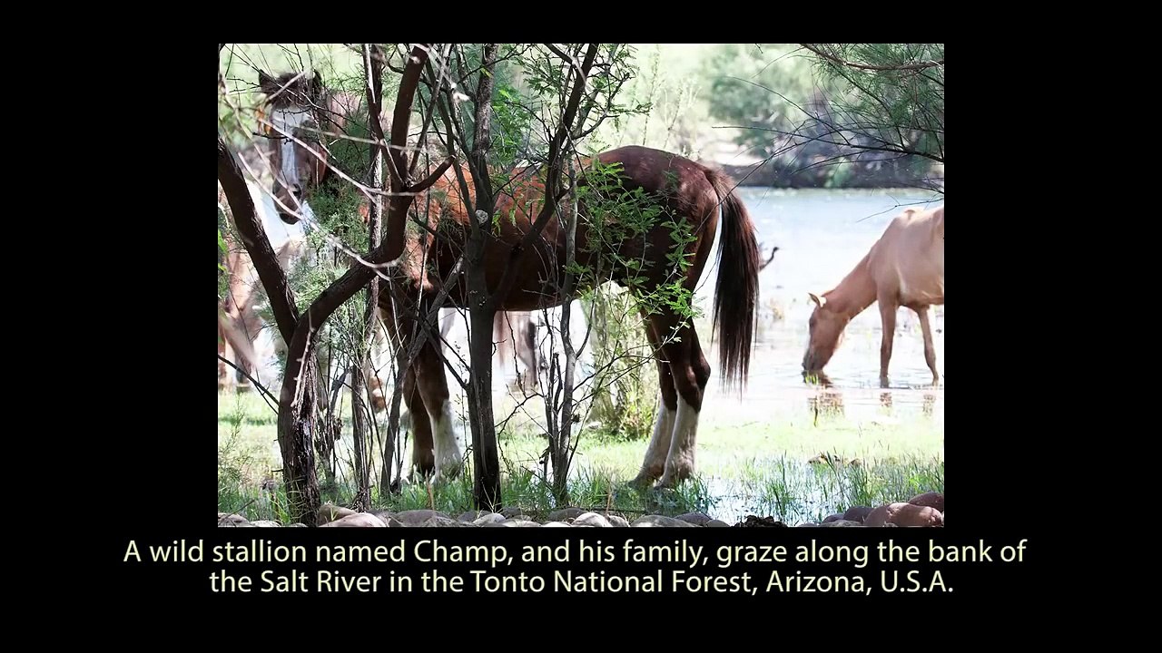 Wild Stallion Comes To Rescue Of Drowning Baby Horse