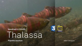 Thalassa - planète saumon (bande-annonce)