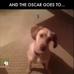 And The OSCAR GOES TO MILO THE DOG