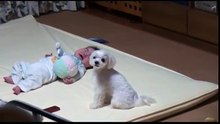 Le bébé est en train de hurler, mais ce que fait le chien pour le calmer est à mourir de rire !