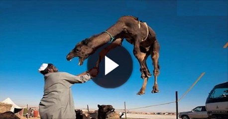 Camel Sacrifice in public