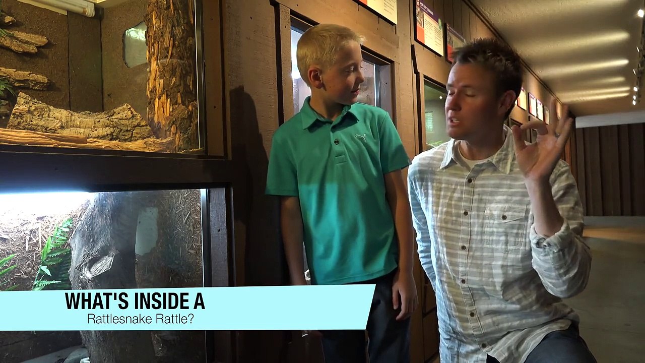 Dad Opens Up A Snake Rattle To Discover The Truth Of What’s Really Inside