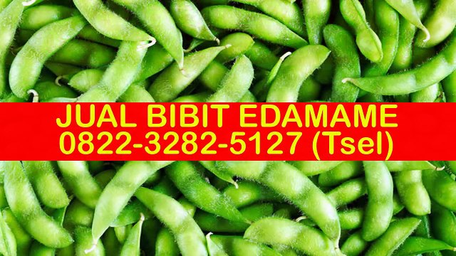 0822-3282-5127 (Tsel), Benih Kacang Edamame