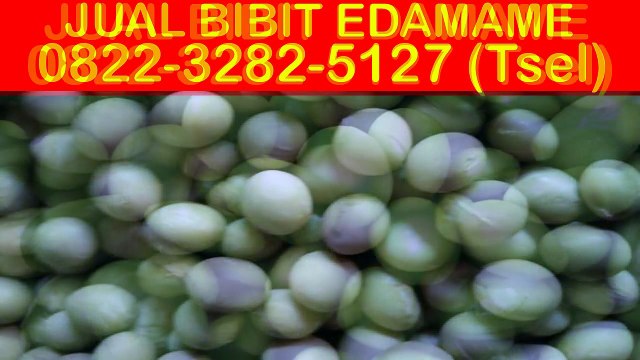 0822-3282-5127 (Tsel) Jual Benih Kedelai Edamame