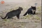 Kavga Eden Kedileri Köpek Ayırdı