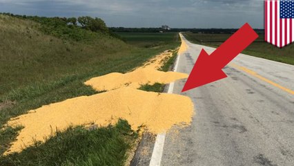 Truck driver dumps out 1,000 bushels of corn after getting fired by text