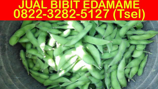 0822-3282-5127 (Tsel), Benih Kedelai Edamame