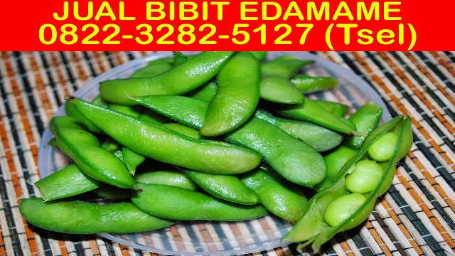 0822-3282-5127 (Tsel), Bibit Edamame Jember