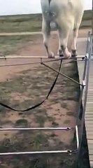 Amazing animal | animal's amazing acting