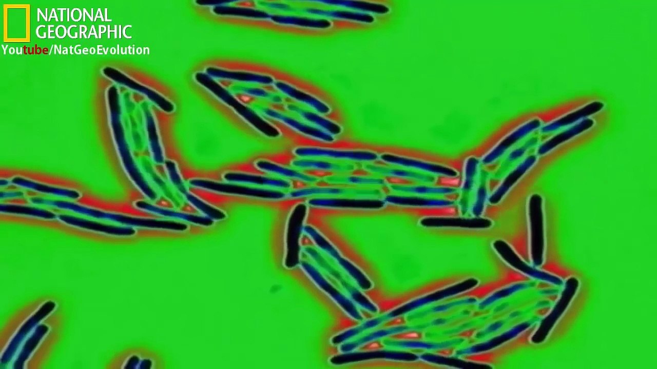 Evolution - Mating (National Geographic)