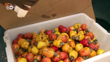 From cashew nut to steak: combating poverty in Guinea-Bissau | Business