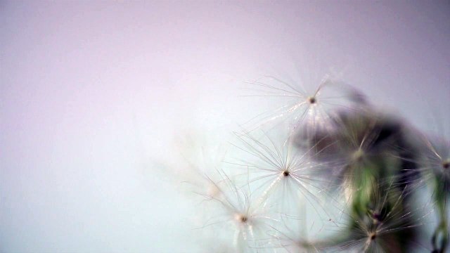 Blowing Dandelion Slow Motion Macro Free to Use HD Stock Footage