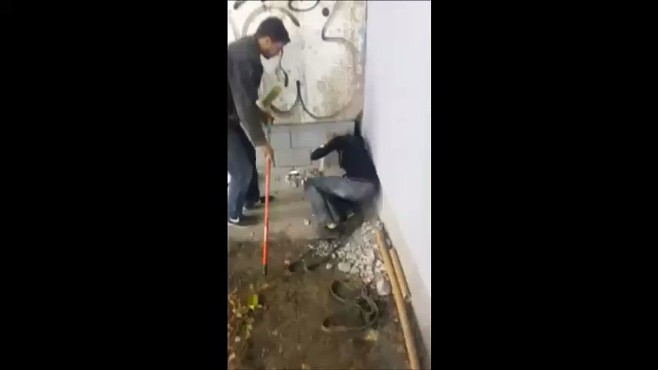 Une femme libère un chien piégé depuis 3 ans en rampant à travers un trou minuscule