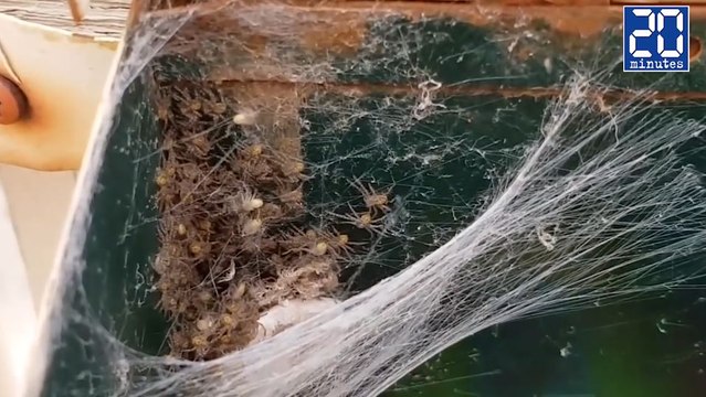 Une araignée géante et ses bébés vivent dans une boîte aux lettres - Le rewind du jeudi 24 novembre 2016.