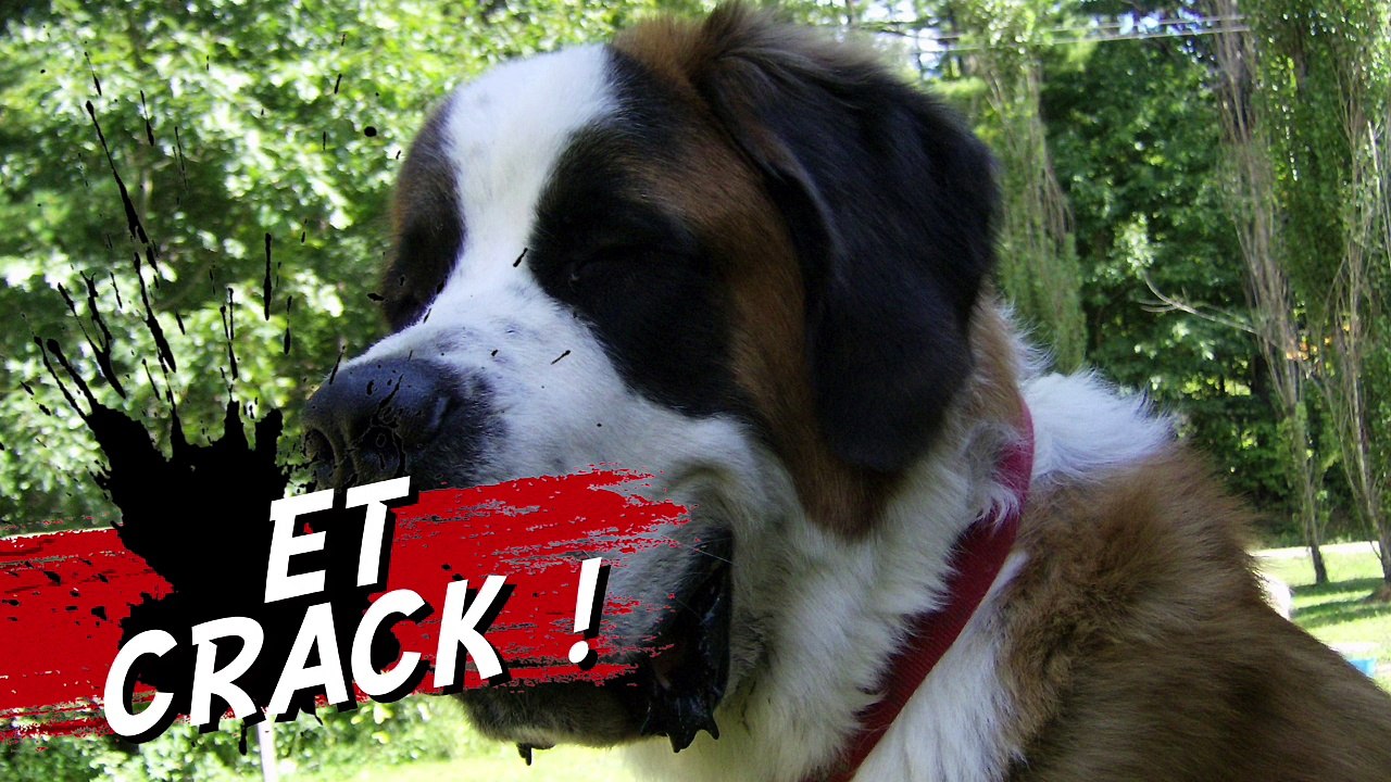 chien héros Le Saint Bernard