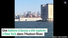 Une baleine à bosse se promène dans les eaux de New York