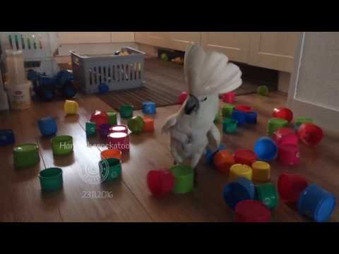 Cockatoo Demonstrates Dominance Over Stack of Cups