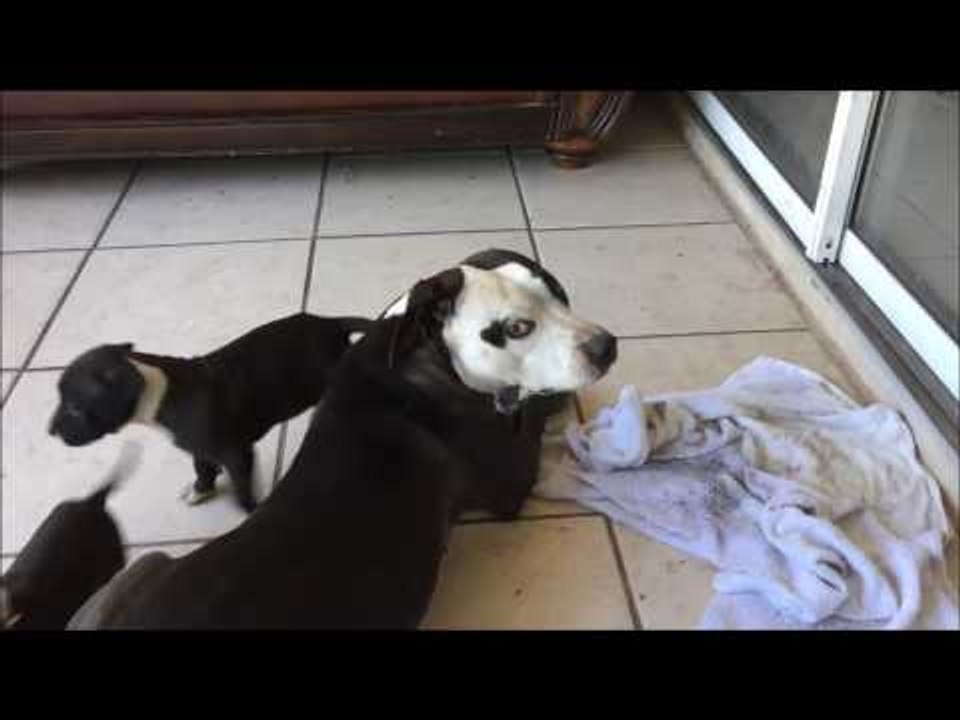 World's Cutest Foster Puppies Excitedly Play