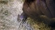 Pygmy Hippo Born at San Diego Zoo