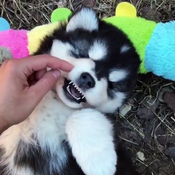 Câlins d'un chiot adorable