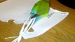 Cet oiseau  découpe des morceaux de papier pour se construire une aile