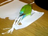Cet oiseau  découpe des morceaux de papier pour se construire une aile