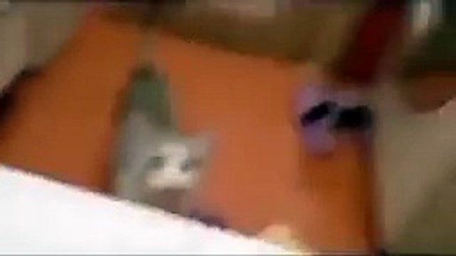 Ce chat veut sauver sa maitresse pour qu'elle ne se noit pas !