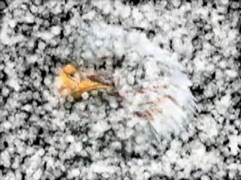 LARRY CRAIG AND THE SINGING SENATORS