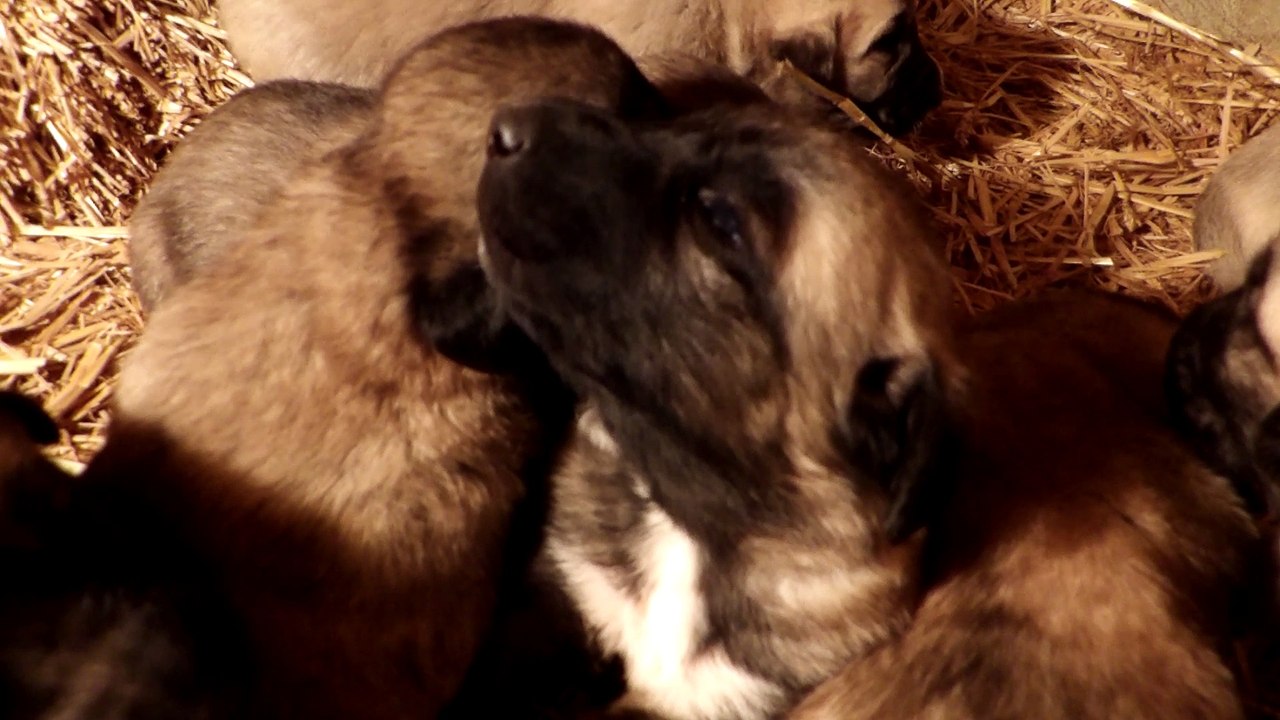 video chiot berger d'anatolie kangal 24.11.2017 Domaine de Sara