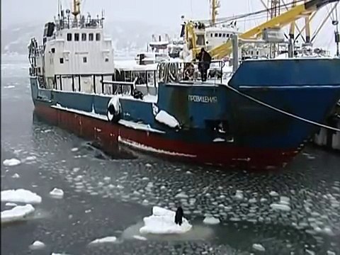 Russian sailors rescue a dog stranded on an iceberg