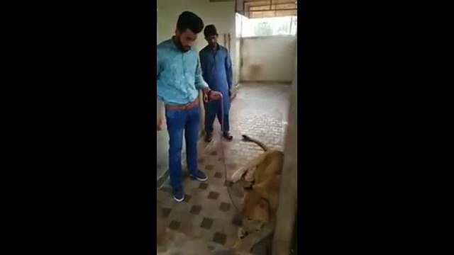 Un homme se fait attaquer par un lion !