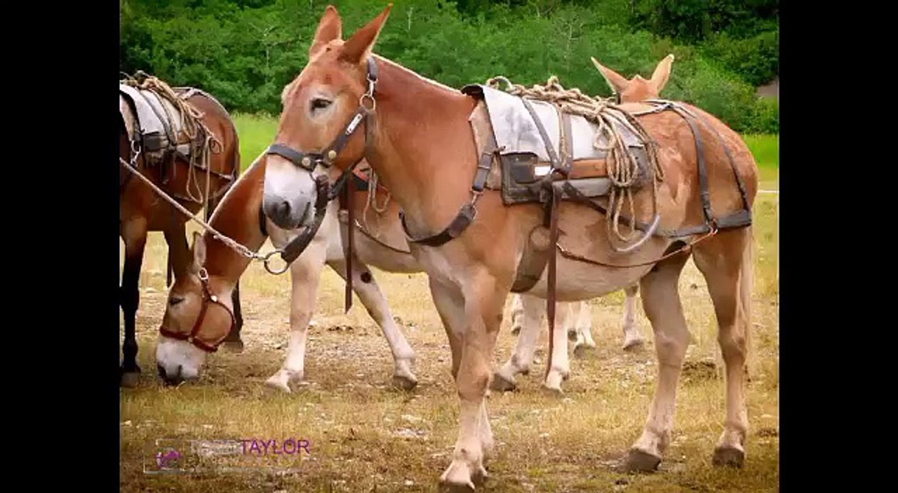 Why American Blacks Continue 2 Be Failures