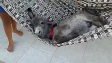 A donkey swinging in the hammock